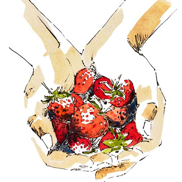 Illustration of fruit picking